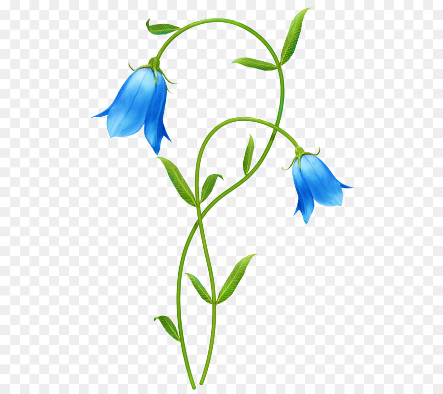 Fleur Bleu Dessin Png Fleur Bleu Dessin Transparentes