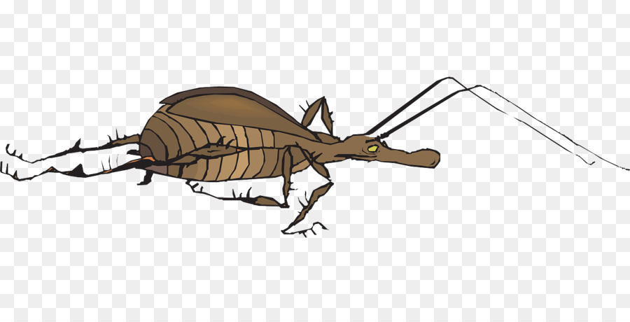 Insecte，Antenne PNG