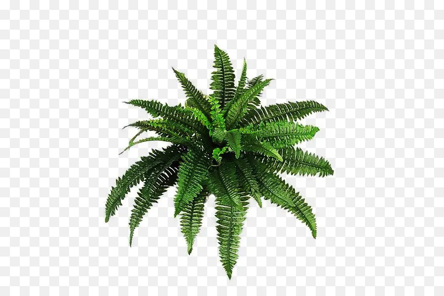 Plante，Arbuste PNG