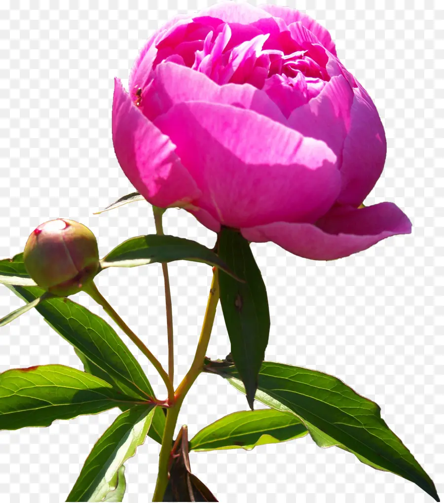 Pivoine，Fleur PNG