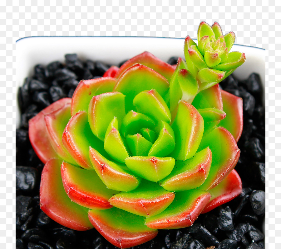 Plante Succulente，Vert PNG