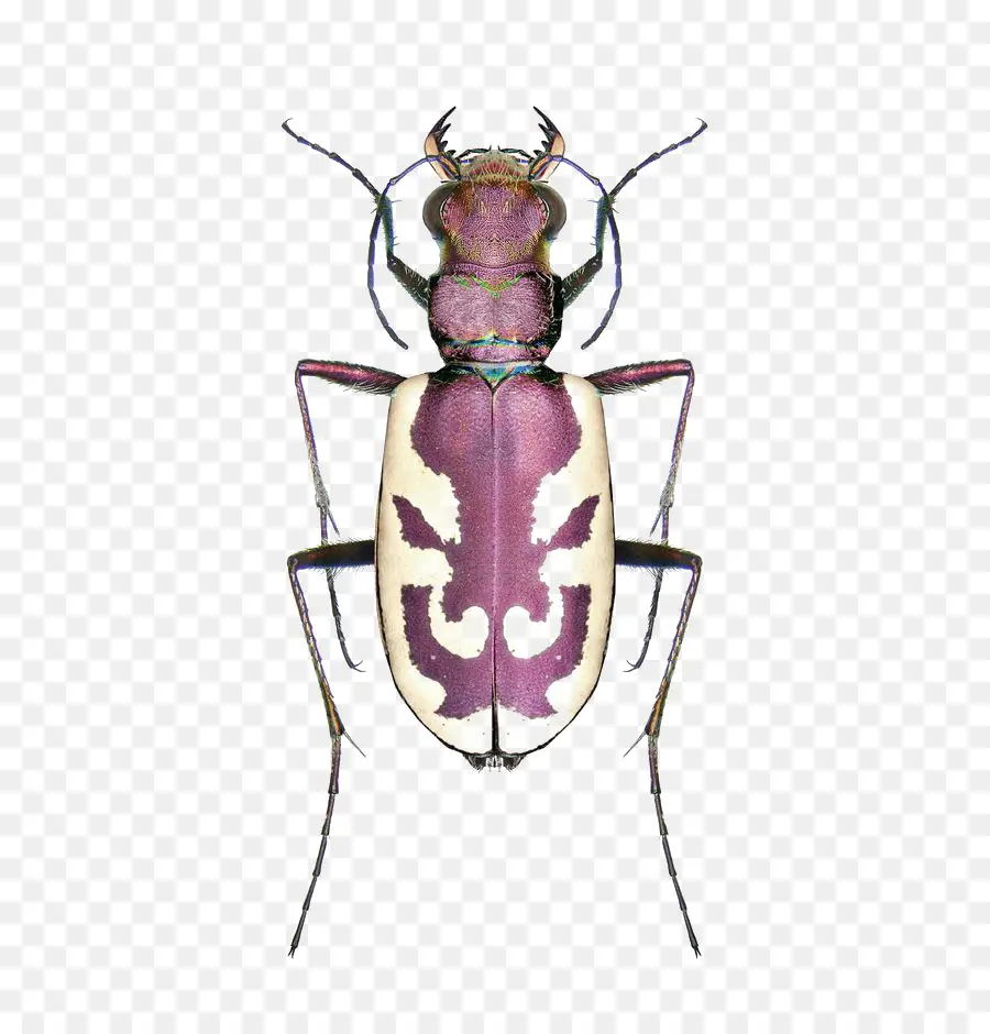 Coléoptère Violet，Bogue PNG