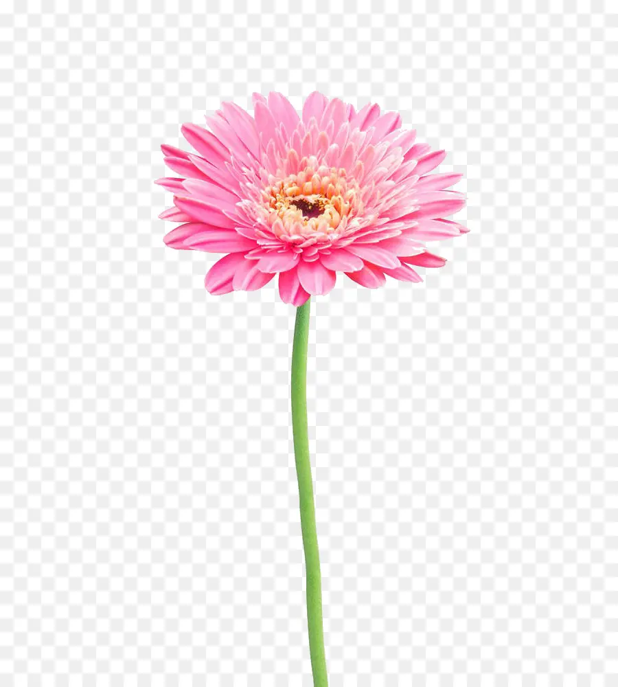 Fleur，La Photographie De Stock PNG