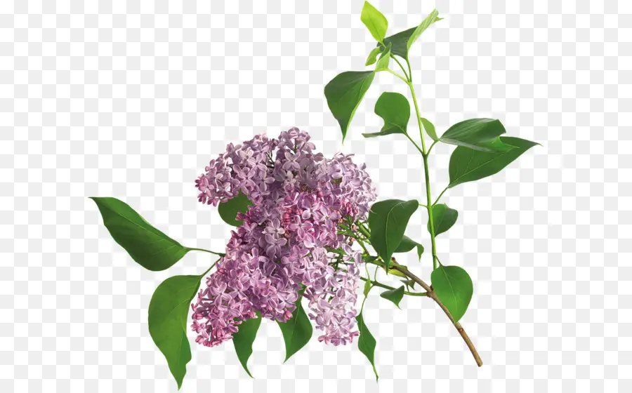 Lilas，Fleur PNG