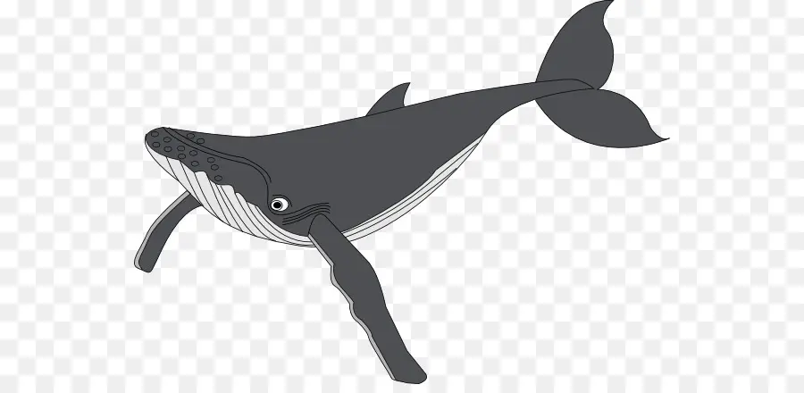 Baleine，Océan PNG