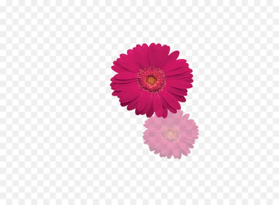 Fleur Rose，Rose PNG