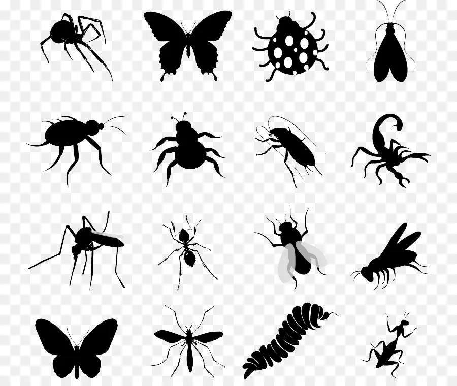 Silhouettes D'insectes，Insectes PNG