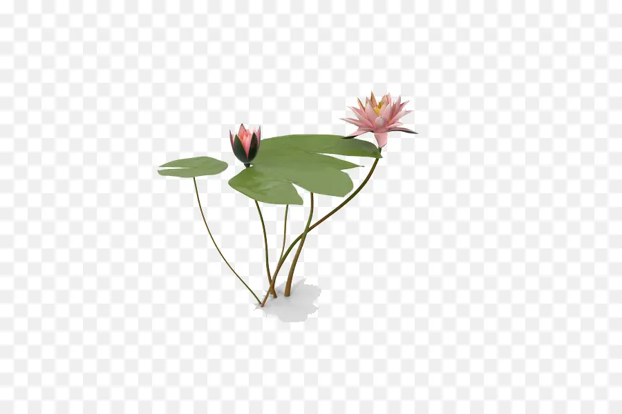 Nelumbo Nucifiera，Canal PNG