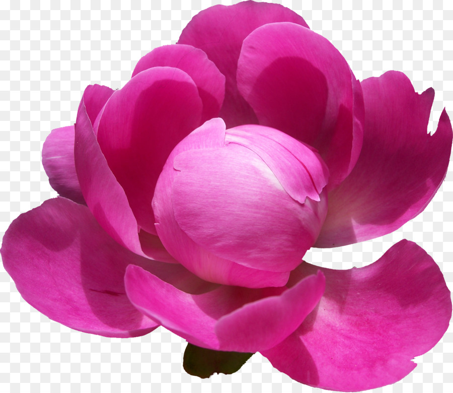 Roses De Centifolia，Pivoine PNG