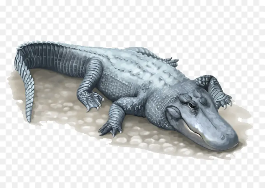 Alligator Gris，Reptile PNG