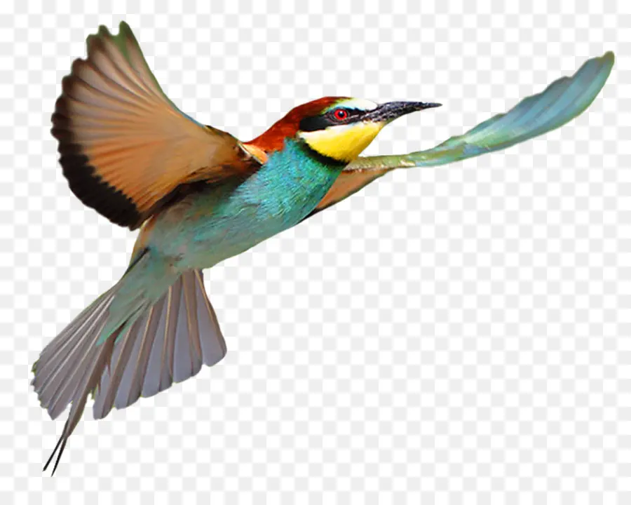 Oiseau，Vol PNG