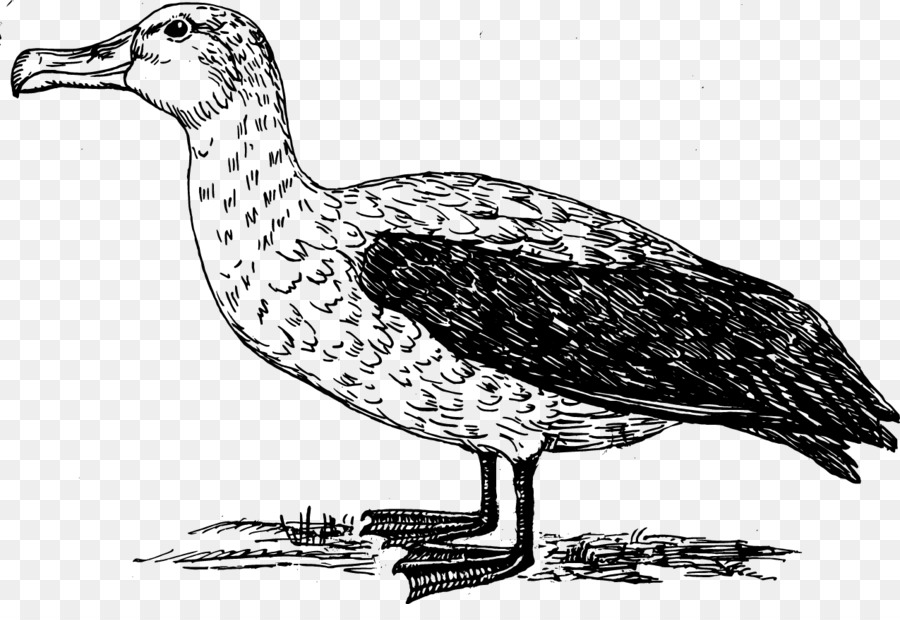 Oiseau Albatros Dessin Png Oiseau Albatros Dessin