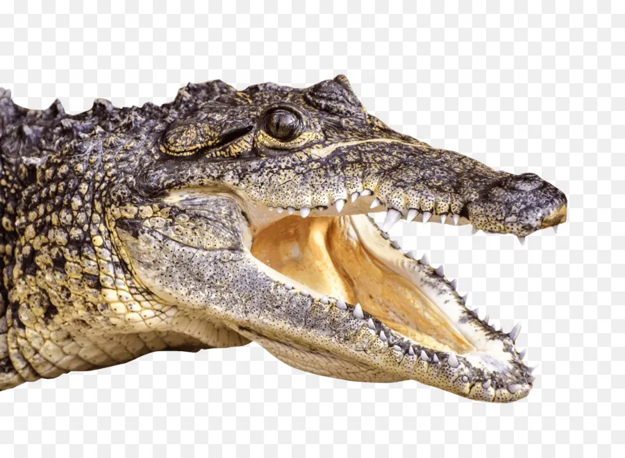 Crocodile，Reptile PNG