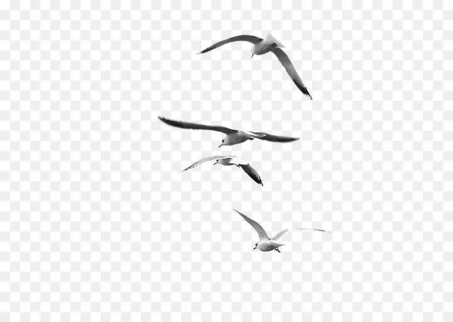 Mouettes，Vol PNG