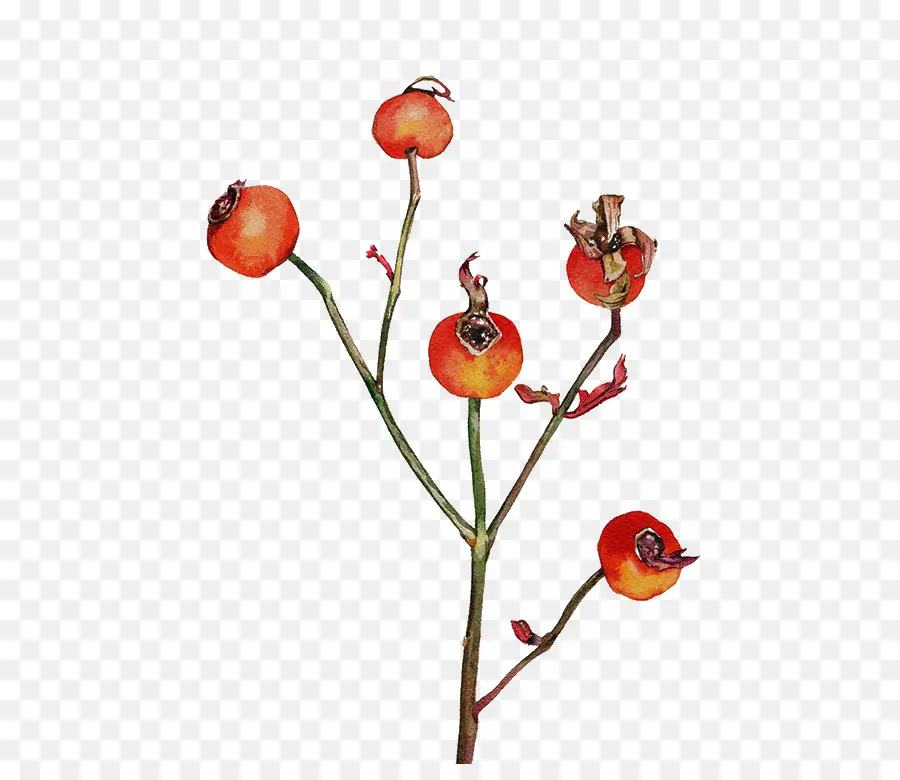 Les Fruits De La Forêt，Peinture PNG