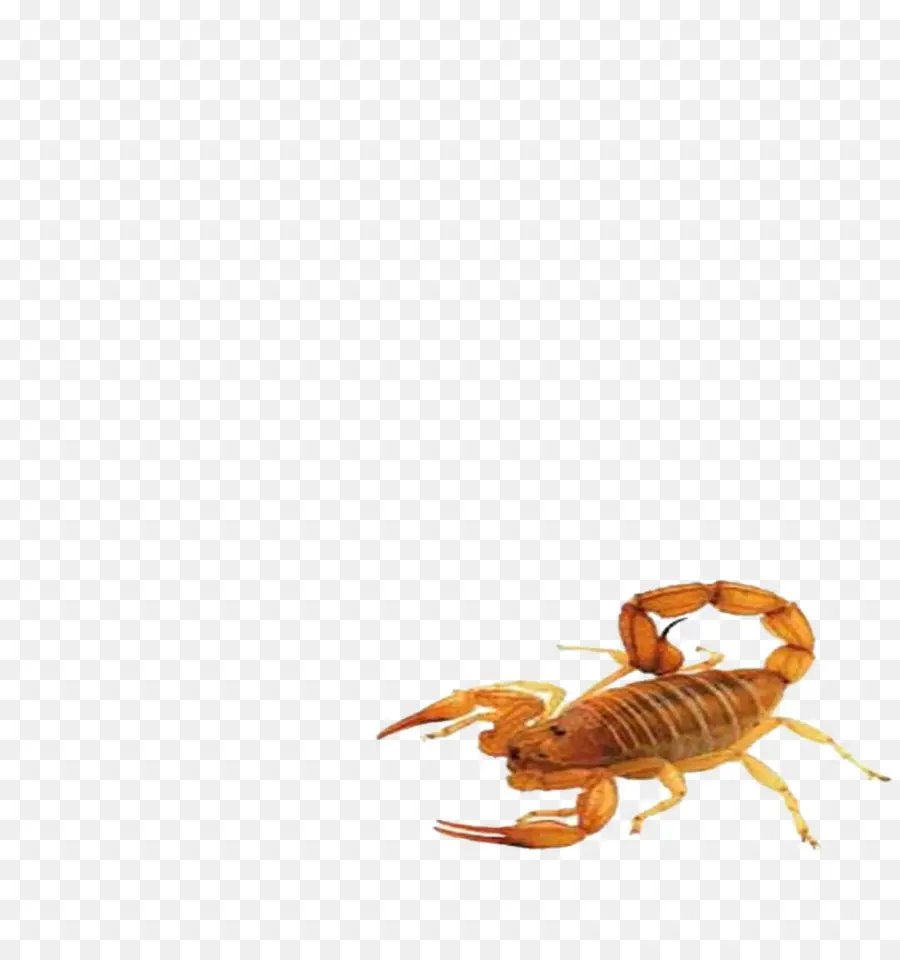 Scorpion，Insecte PNG