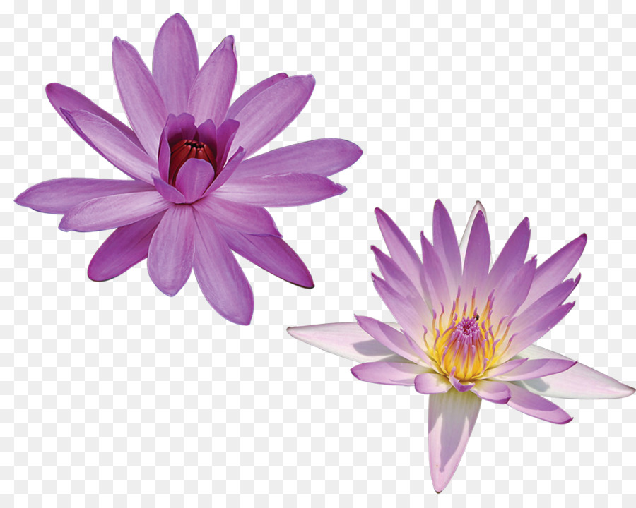 Fleur，Rose PNG