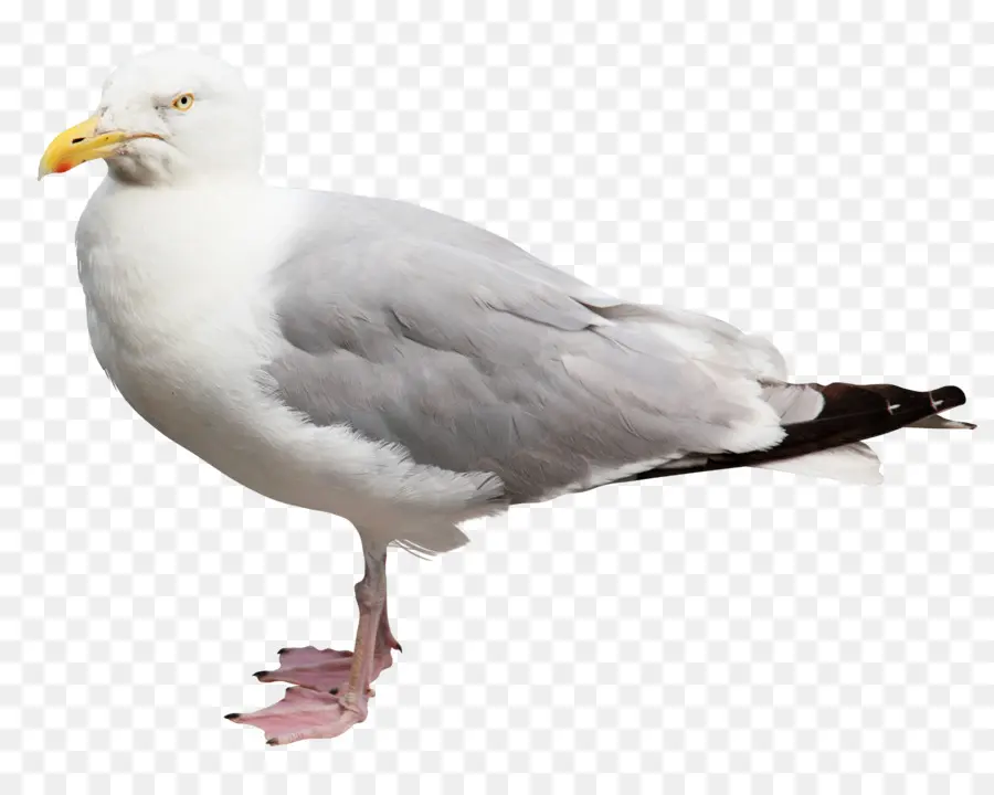 Mouette，Blanc PNG