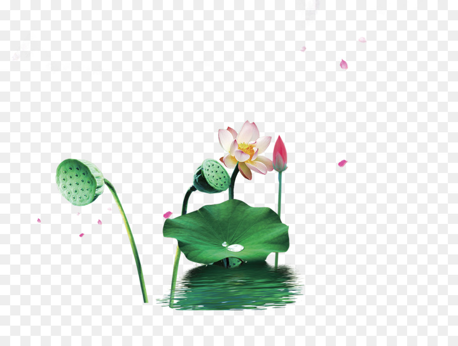 Fleurs De Lotus，Nénuphar PNG