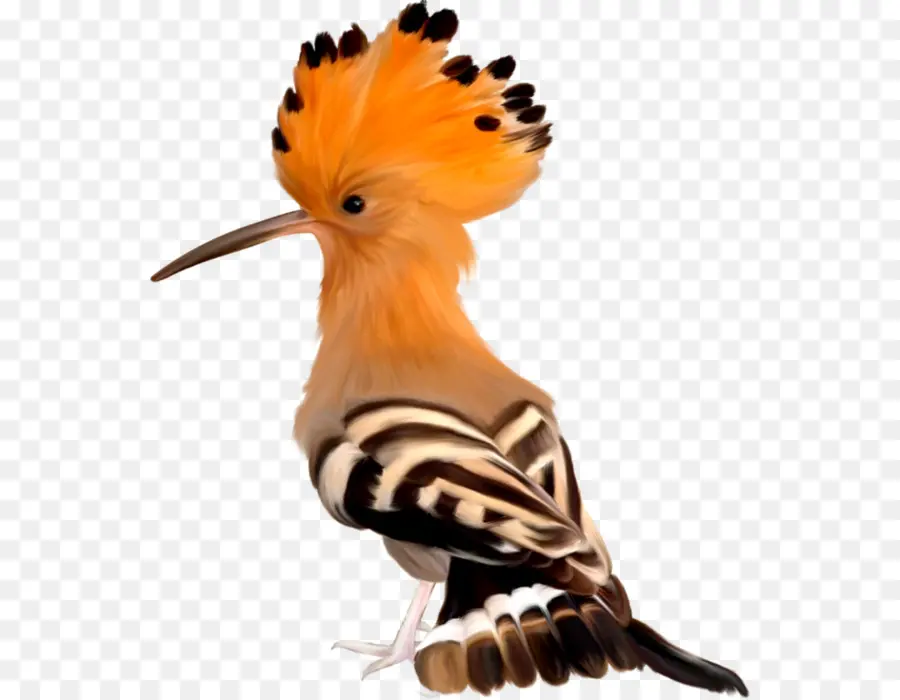 Oiseau，Afrique PNG