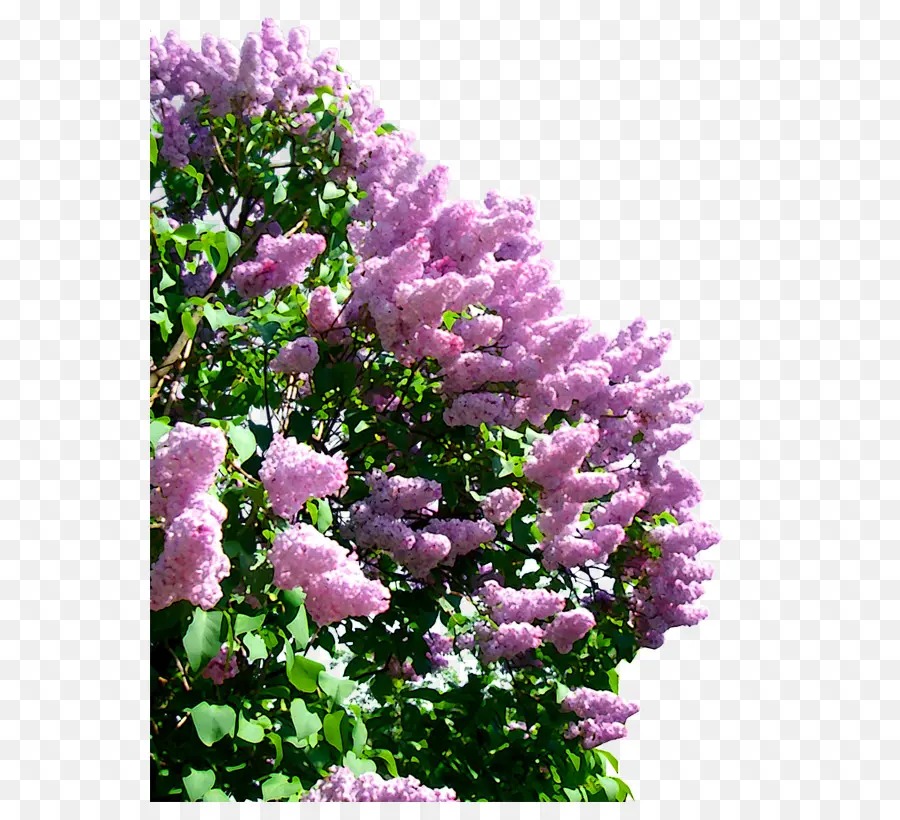 Fleurs Lilas，Floraison PNG