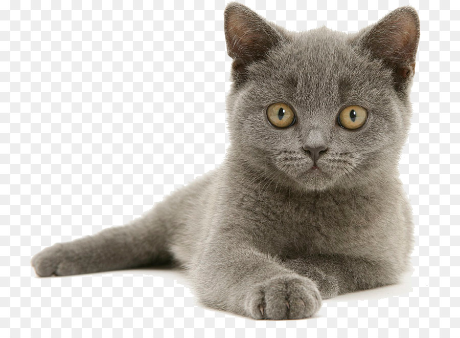 Le British Shorthair Bleu Russe American Shorthair Png Le British Shorthair Bleu Russe American Shorthair Transparentes Png Gratuit