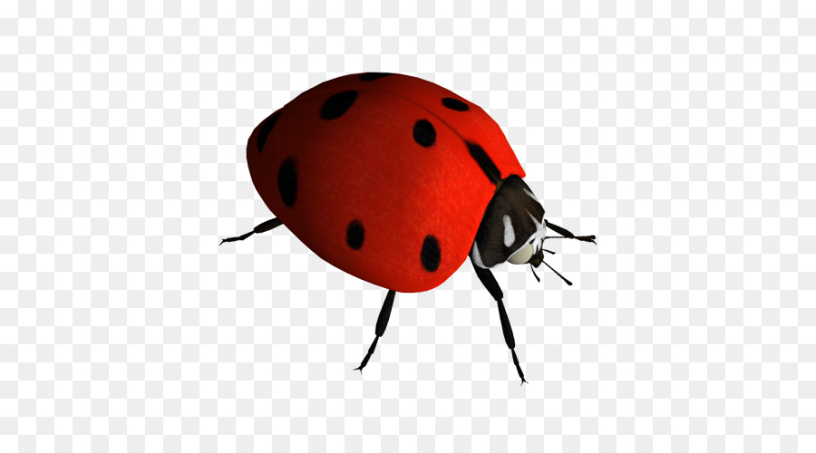 Coccinelle，Bogue PNG