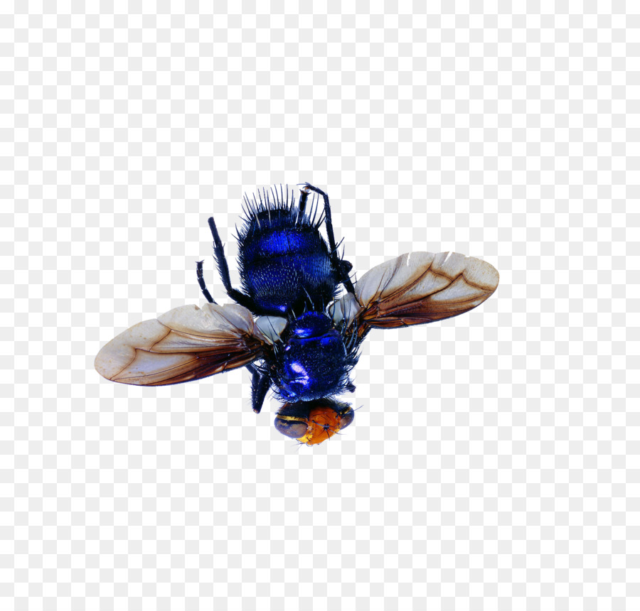 Voler，Bleu PNG