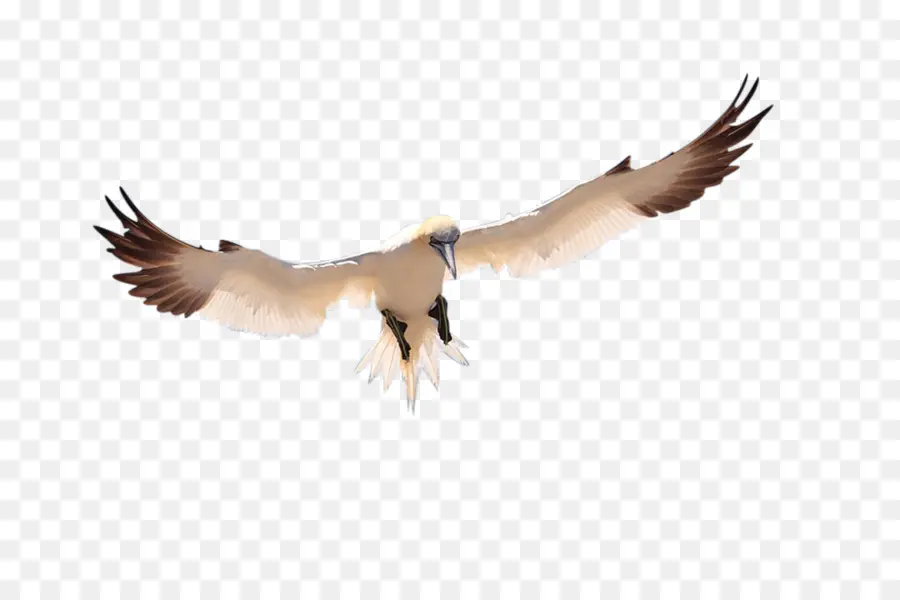 Oiseau Volant，Ailes PNG