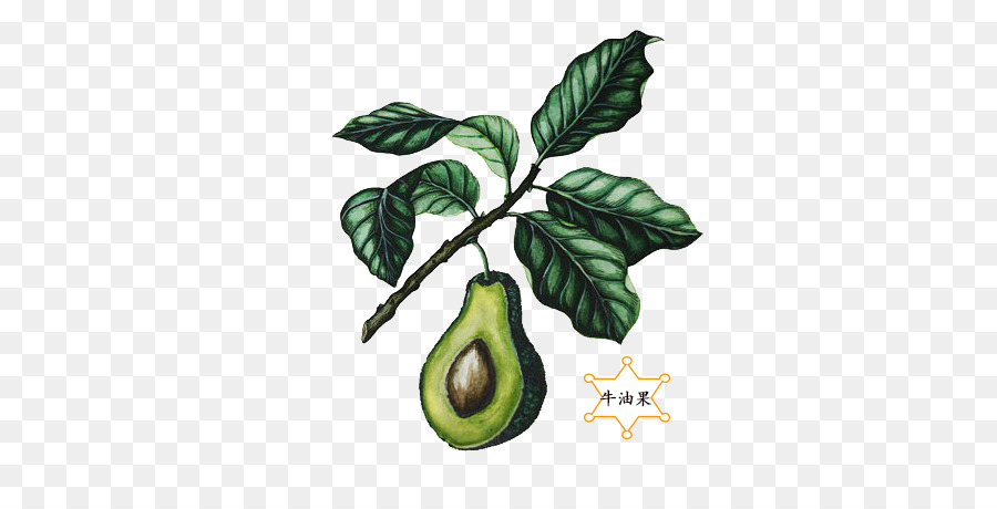 Avocat，Bifurquer PNG