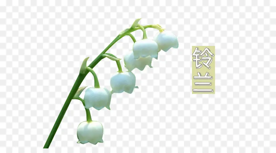 Muguet，Lis PNG