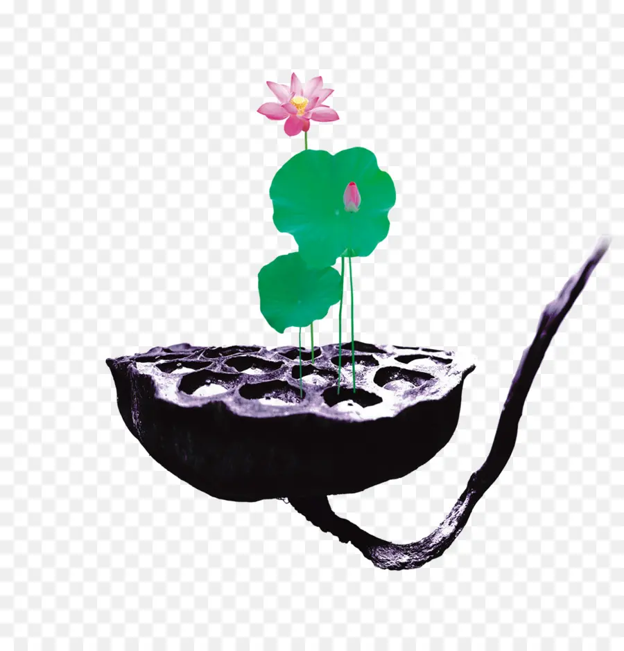 Nelumbo Nucifiera，Graine De Lotus PNG