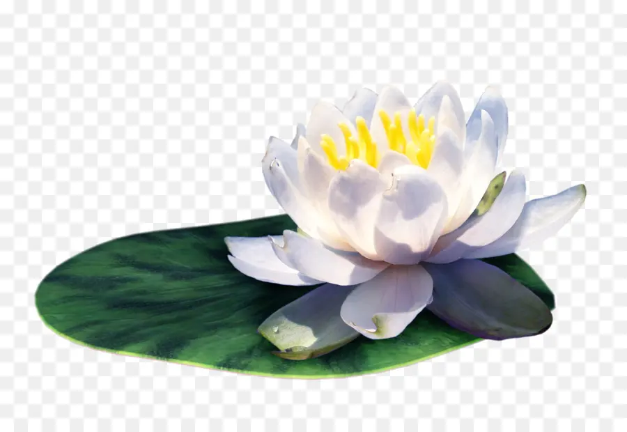 Fleur De Lotus，Floraison PNG