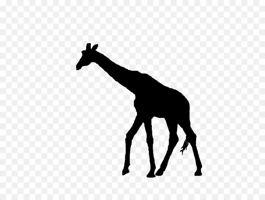 Silhouette，Afrique De L Ouest Girafe PNG