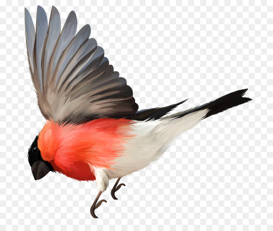 Oiseau Vol Oiseau En Vol Png Oiseau Vol Oiseau En Vol Transparentes Png Gratuit