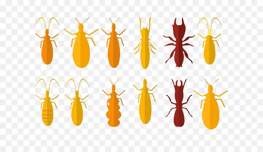 Les Insectes，Cricket PNG