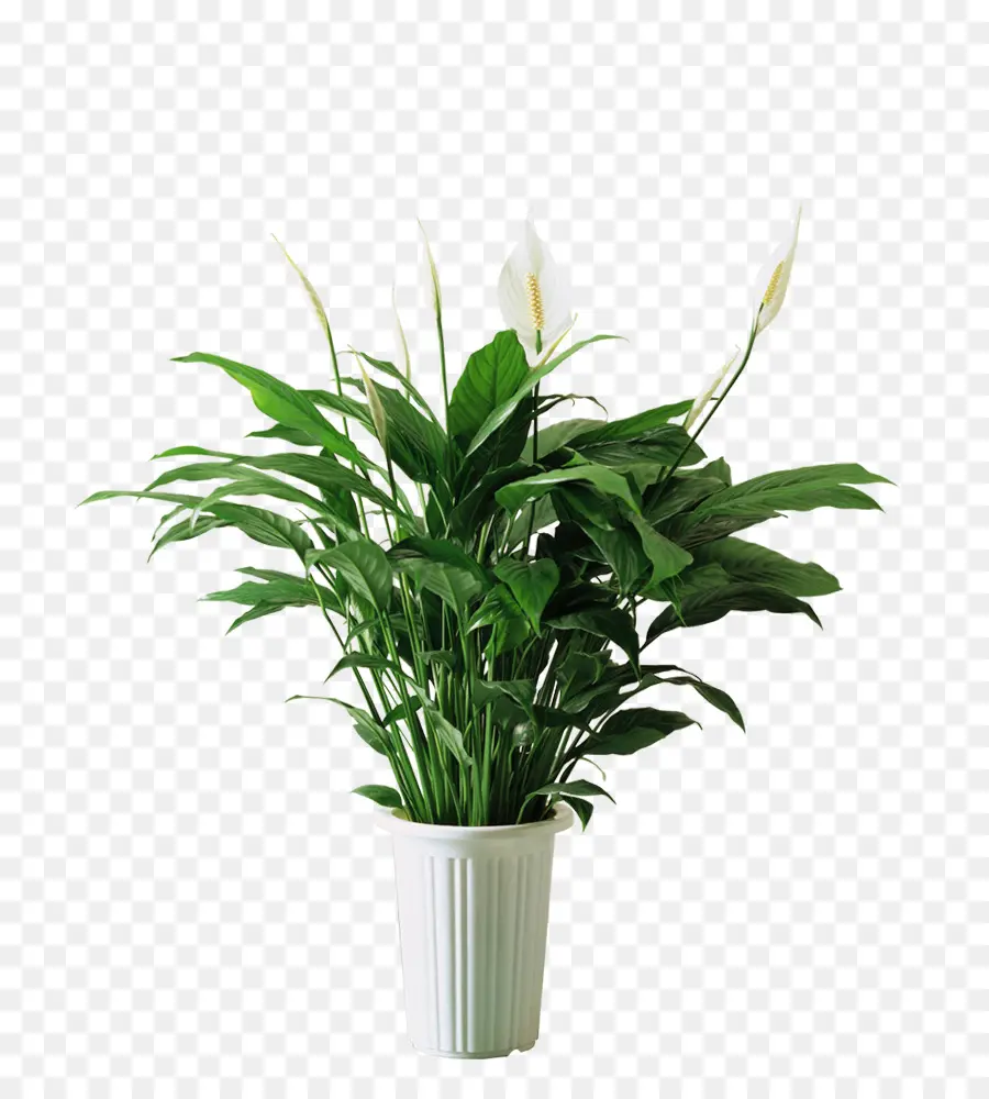 Spathiphyllum Kochii，Plante PNG