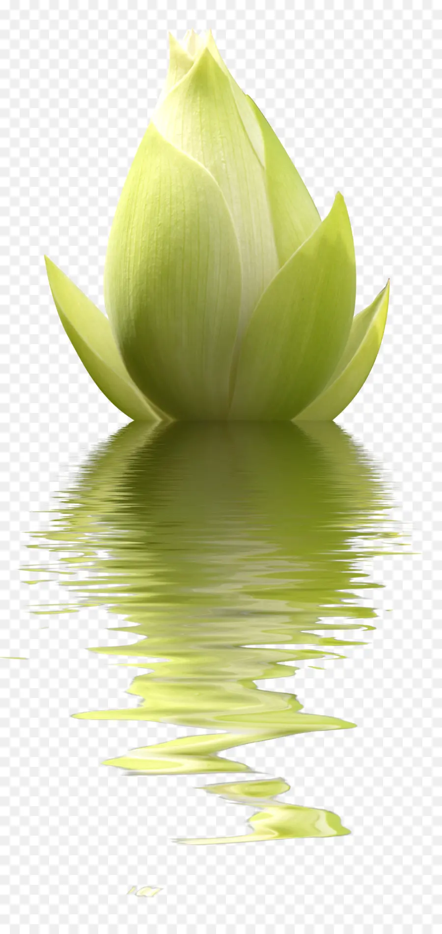 Lotus Vert，Réflexion PNG