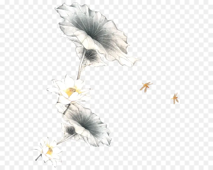 Fleurs De Lotus，Feuilles PNG