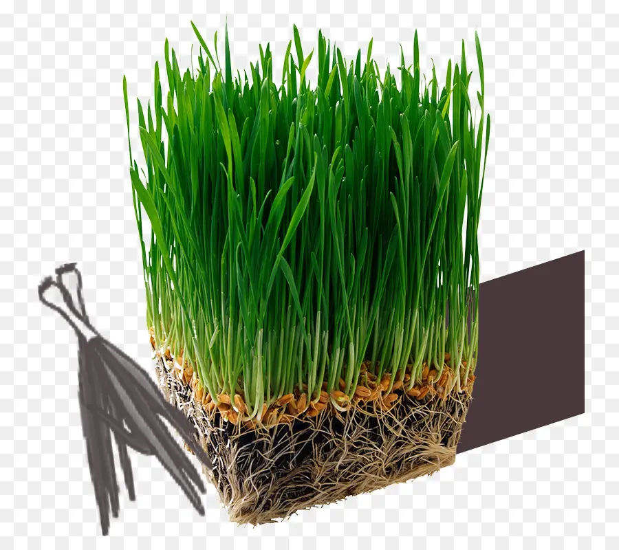 Herbe Verte，Racines PNG