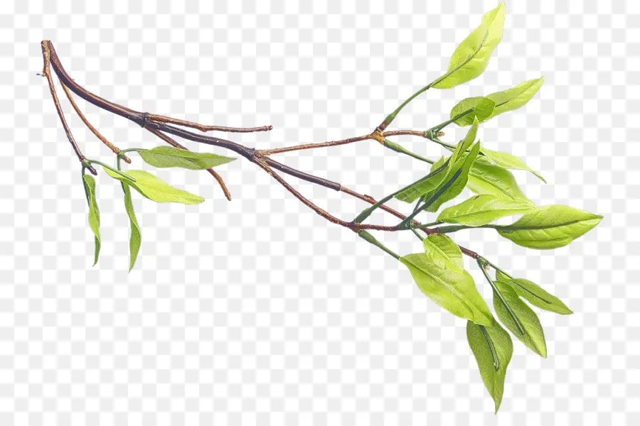 Branche Verte，Feuilles PNG