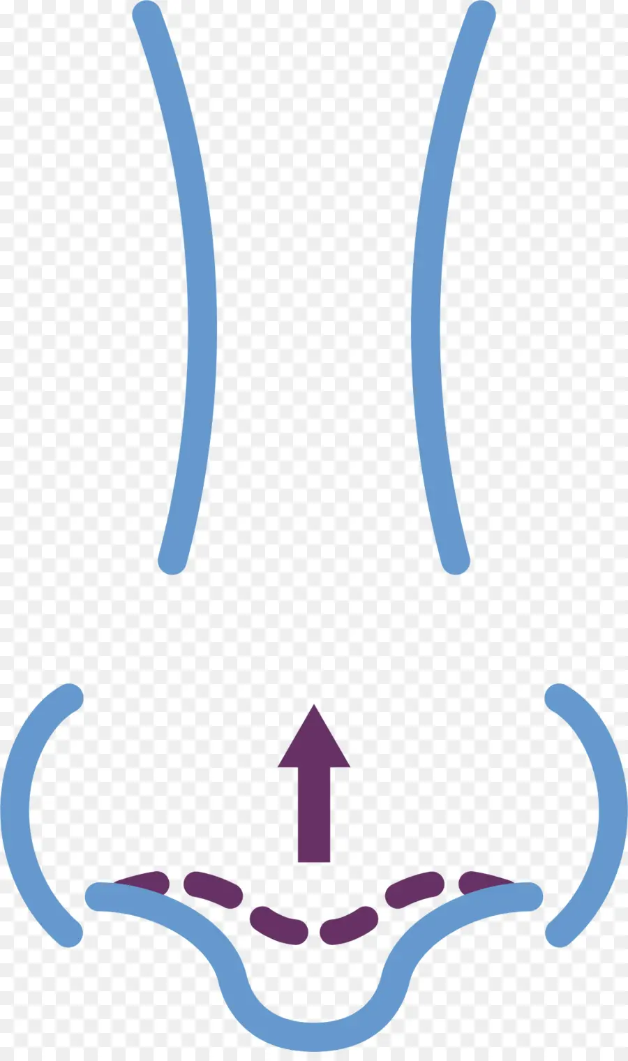 Diagramme Du Nez，Nasale PNG