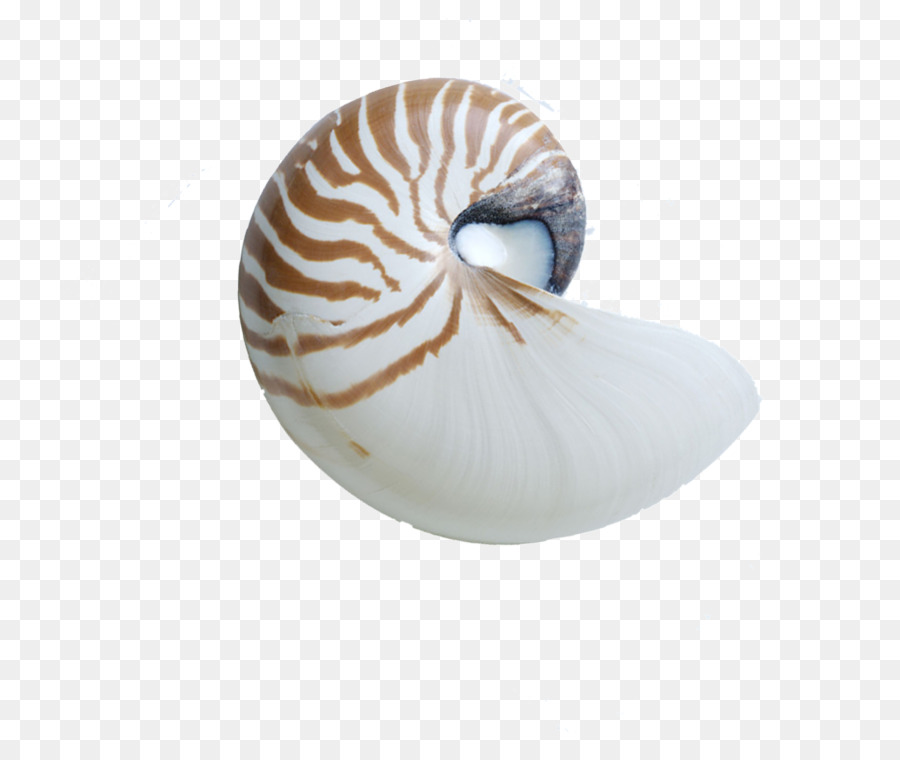 Nautilus Chambré，Coquille PNG