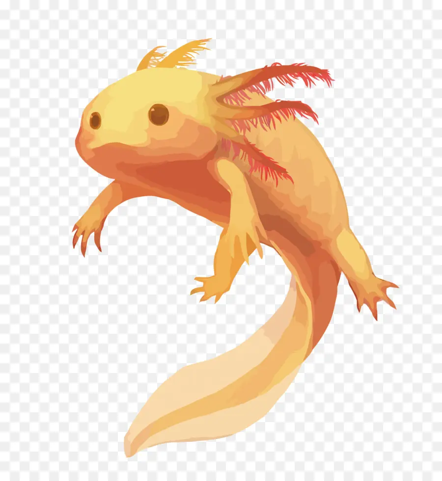 Axolotl，Aquatique PNG