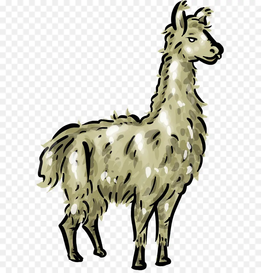 Lama，Animal PNG