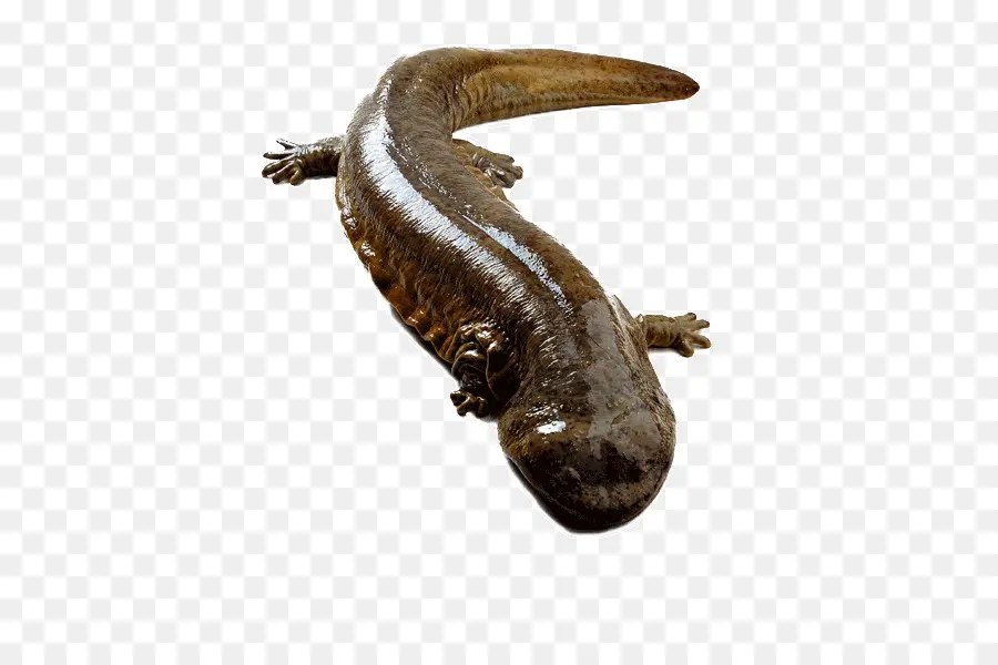 Salamandre Géante，Amphibie PNG