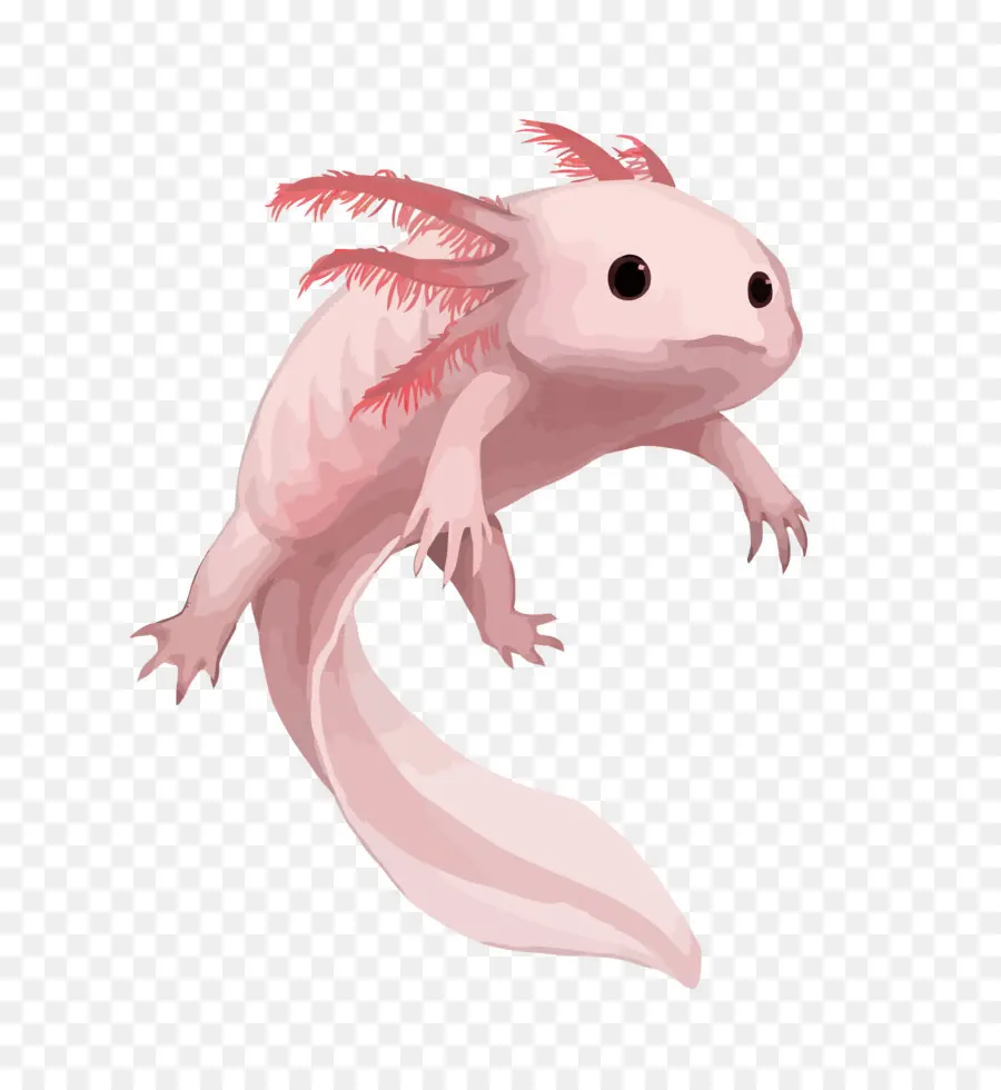 Axolotl，Aquatique PNG