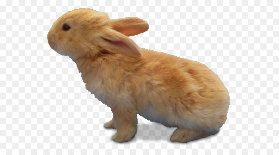 Lapin，Fourrure PNG