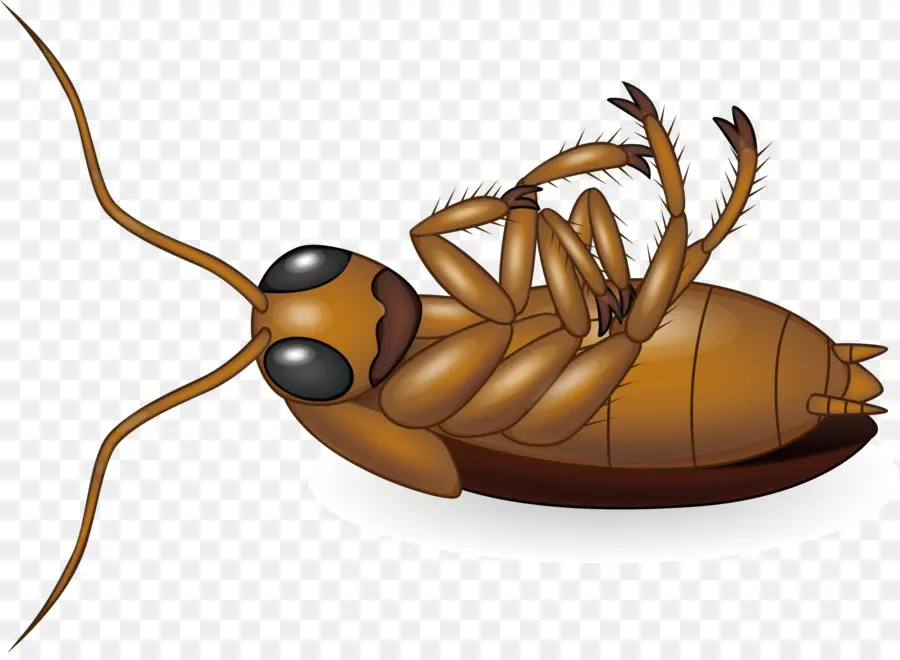 Cafard，Insecte PNG