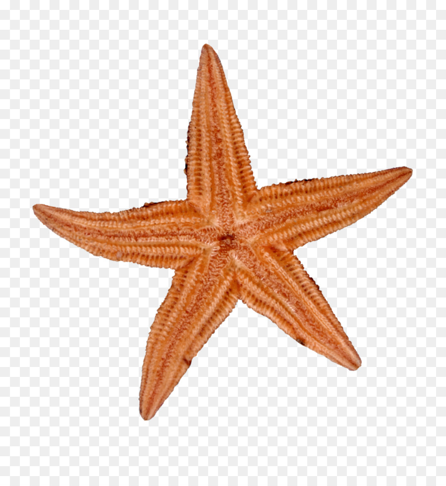 Les étoiles De Mer，Coquillage PNG